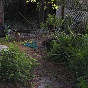 Picture 003
